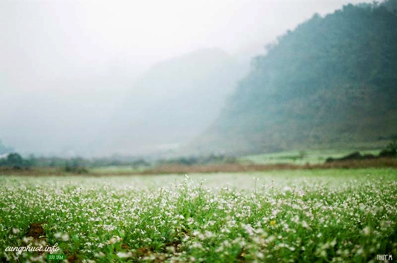 Mùa hoa cải đẹp mơ màng trong sương ở bản Pa Phách